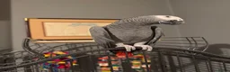 Parrots birds for sale: Reggie African Grey  in Crewe - Advert 3