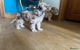 Cockapoo dogs for sale: Therapy Line F1b health tested cockapoo - Image 6