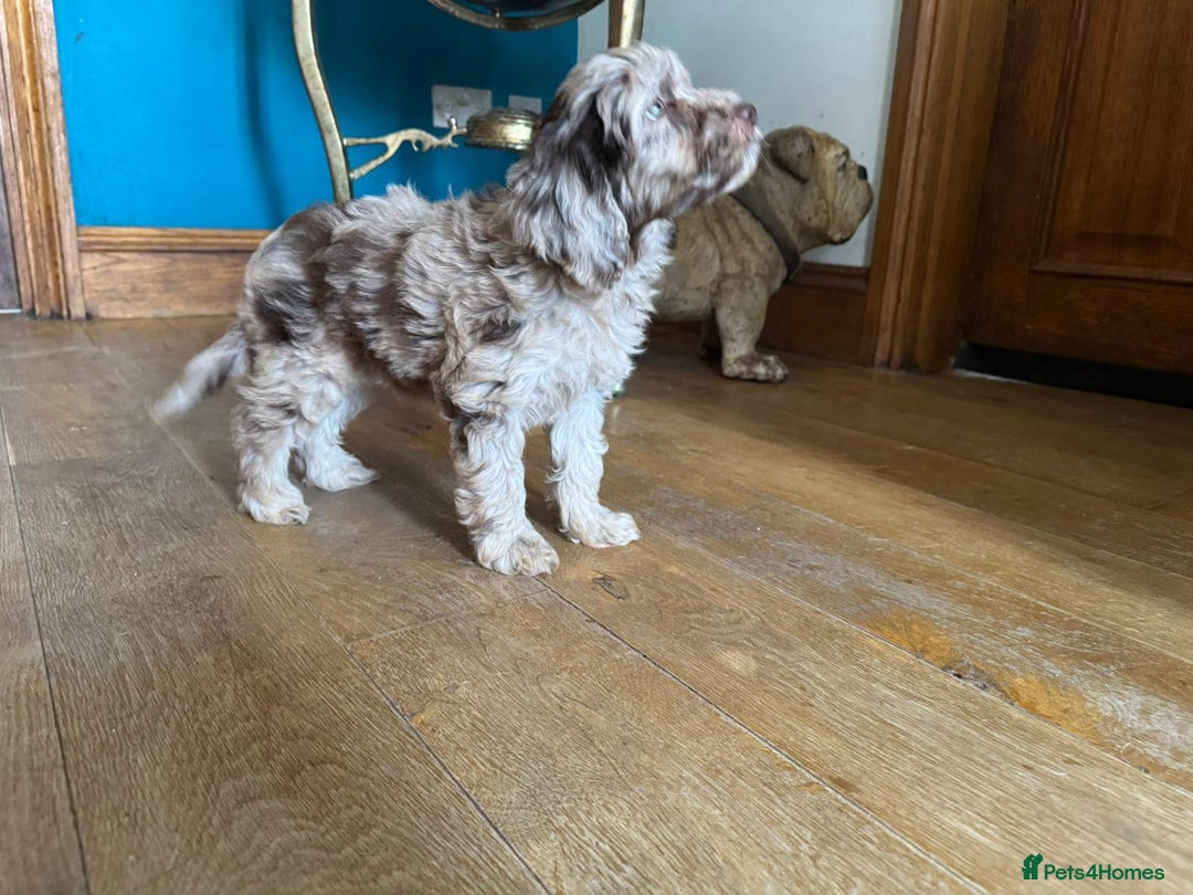 Cockapoo dogs for sale: Therapy Line F1b health tested cockapoo - Image 6