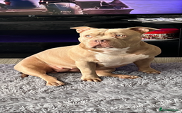 American Bully dogs for sale: ABKC pocket bully - Image 8