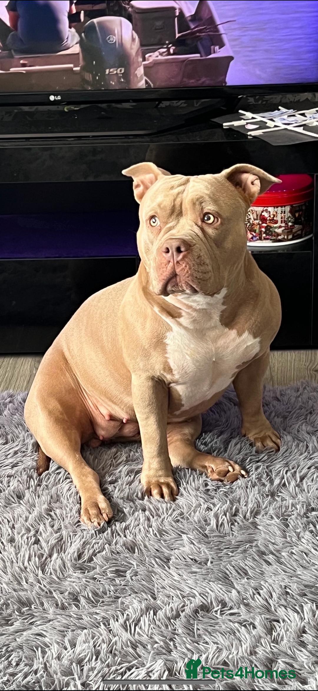 American Bully dogs for sale: ABKC pocket bully - Image 8