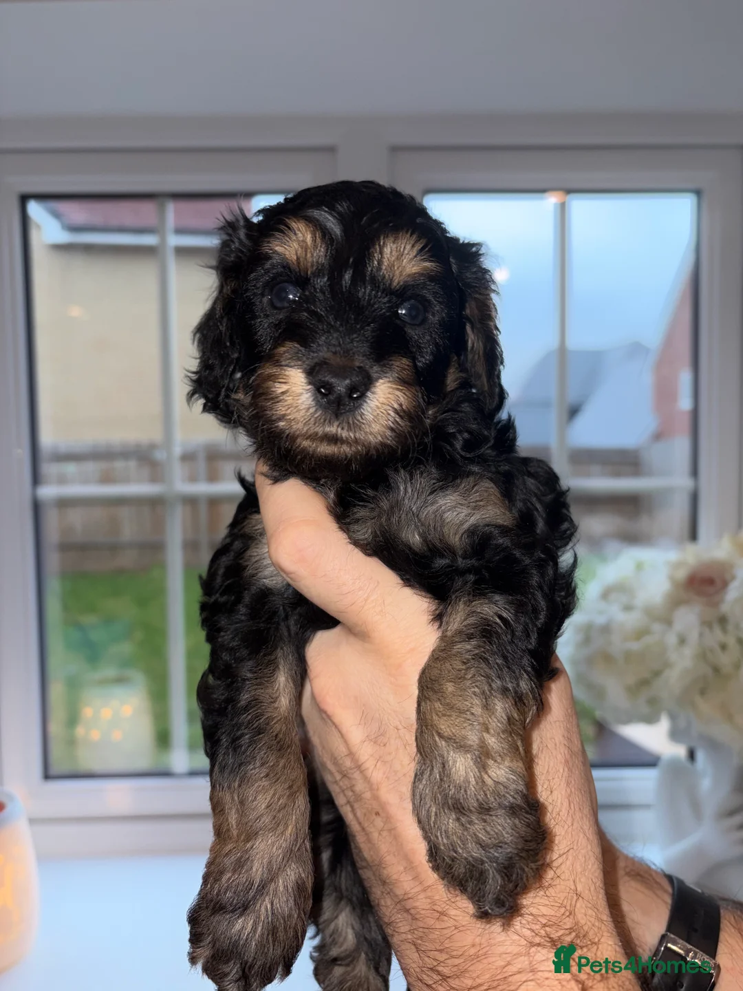 Cavapoo dogs for sale: F1 B Cavapoo’s - Advert 5