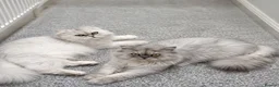 Persian cats for sale: Persian Kitten  in Hull - Advert 5