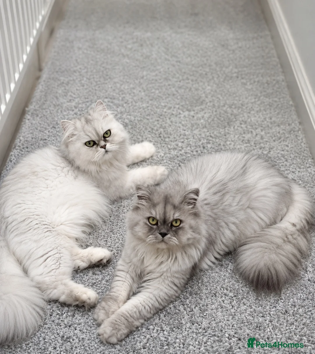 Persian cats for sale: Persian Kitten  in Hull - Advert 5