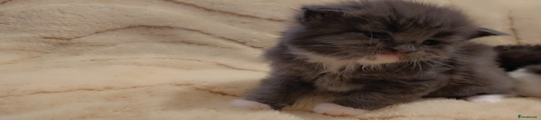 Maine Coon Kitten 3