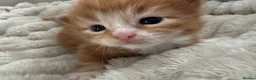 Maine Coon cats for sale: Beautiful Maine Coon Babies Available.  - Advert 12