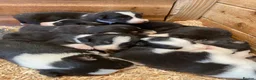 Border Collie dogs for sale: Border Collie Puppies For Sale  - Advert 10