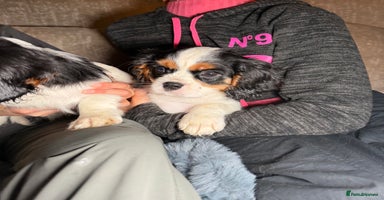 Cavalier King Charles Spaniel dogs  Cavalier King Charles Spaniels  - Advert 15