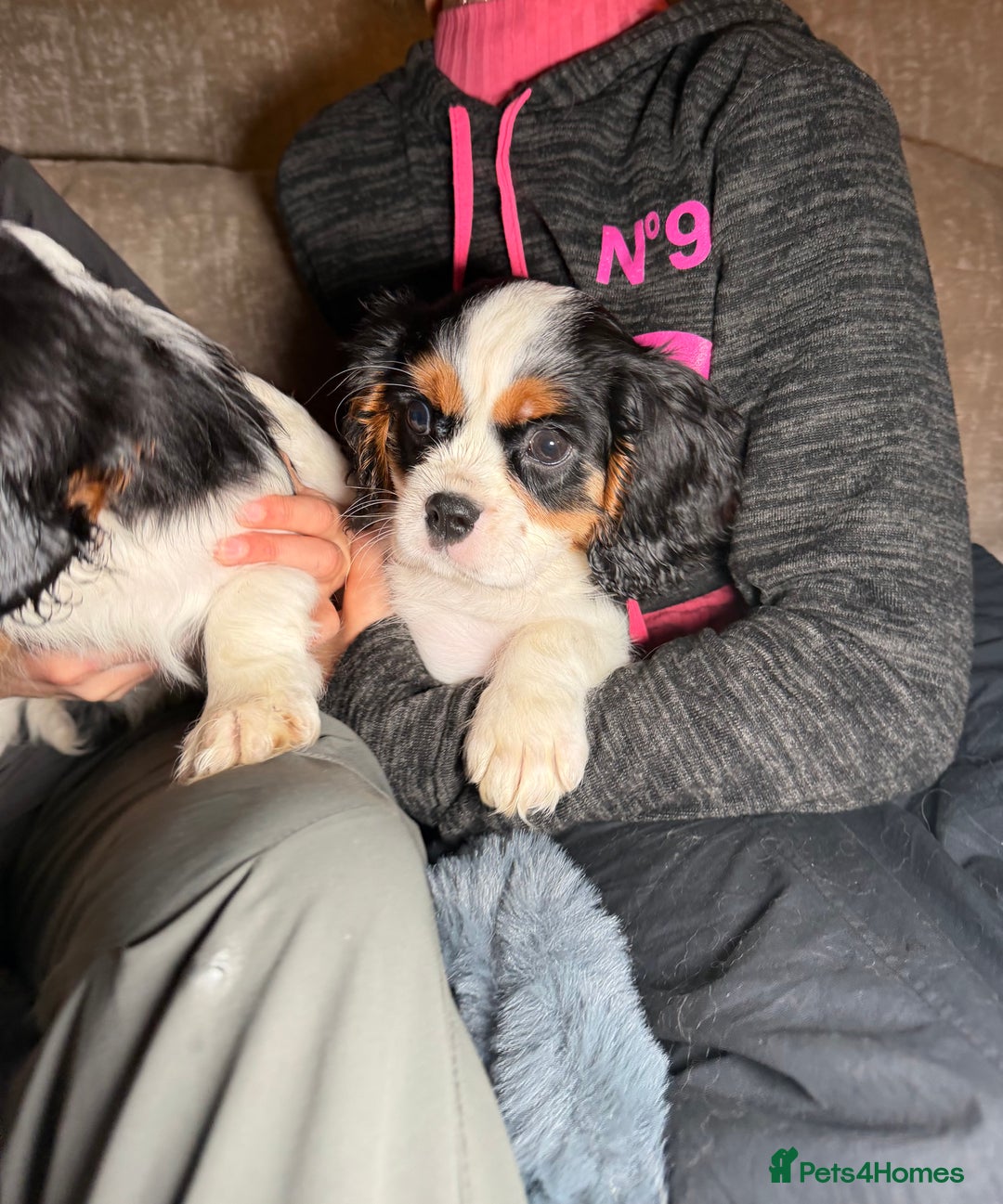 Cavalier King Charles Spaniel dogs for sale:  Cavalier King Charles Spaniels  - Advert 5