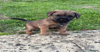 Border Terrier dogs - Advert 10