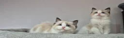 Ragdoll cats for sale: 3 TICA Registered Males for Sale - Advert 8