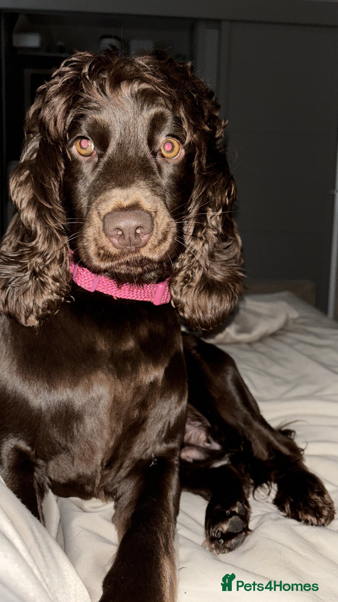 Sprocker dogs for sale: Sprockerspaniel girl age 3 - Image 4