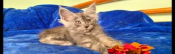 Maine Coon cats for sale: GCCF – Maine Coon kittens - Advert 22