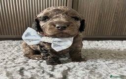 Cavapoo dogs for sale: 💕🐾 Tiny Paws, Big Heart 🐾💕Toy Cavapoo  - Image 7