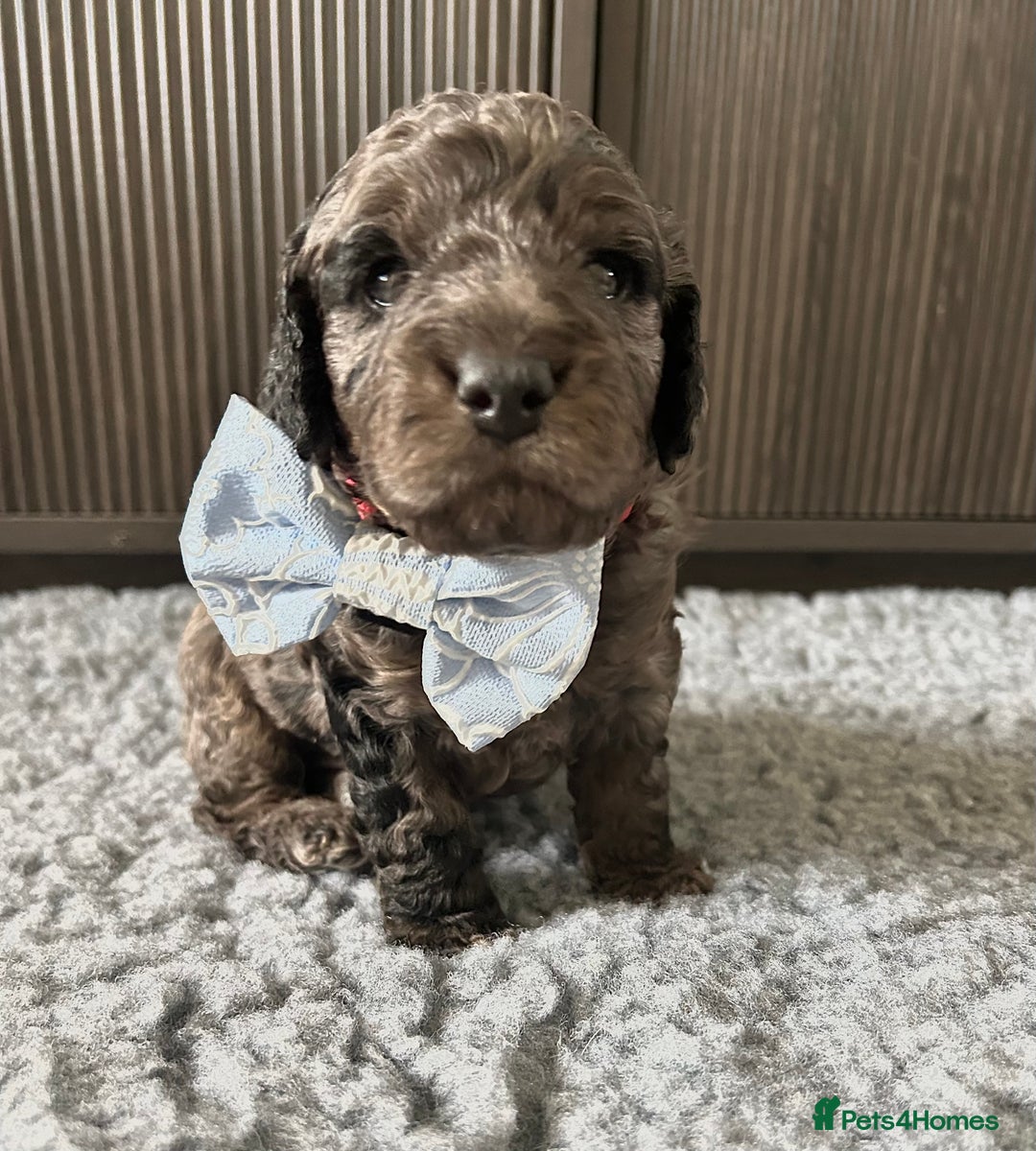 Cavapoo dogs for sale: 💕🐾 Tiny Paws, Big Heart 🐾💕Toy Cavapoo  - Image 7