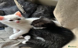 British Shorthair cats for sale: Adorable Kittens Looking for Loving Homes  in London - Image 24