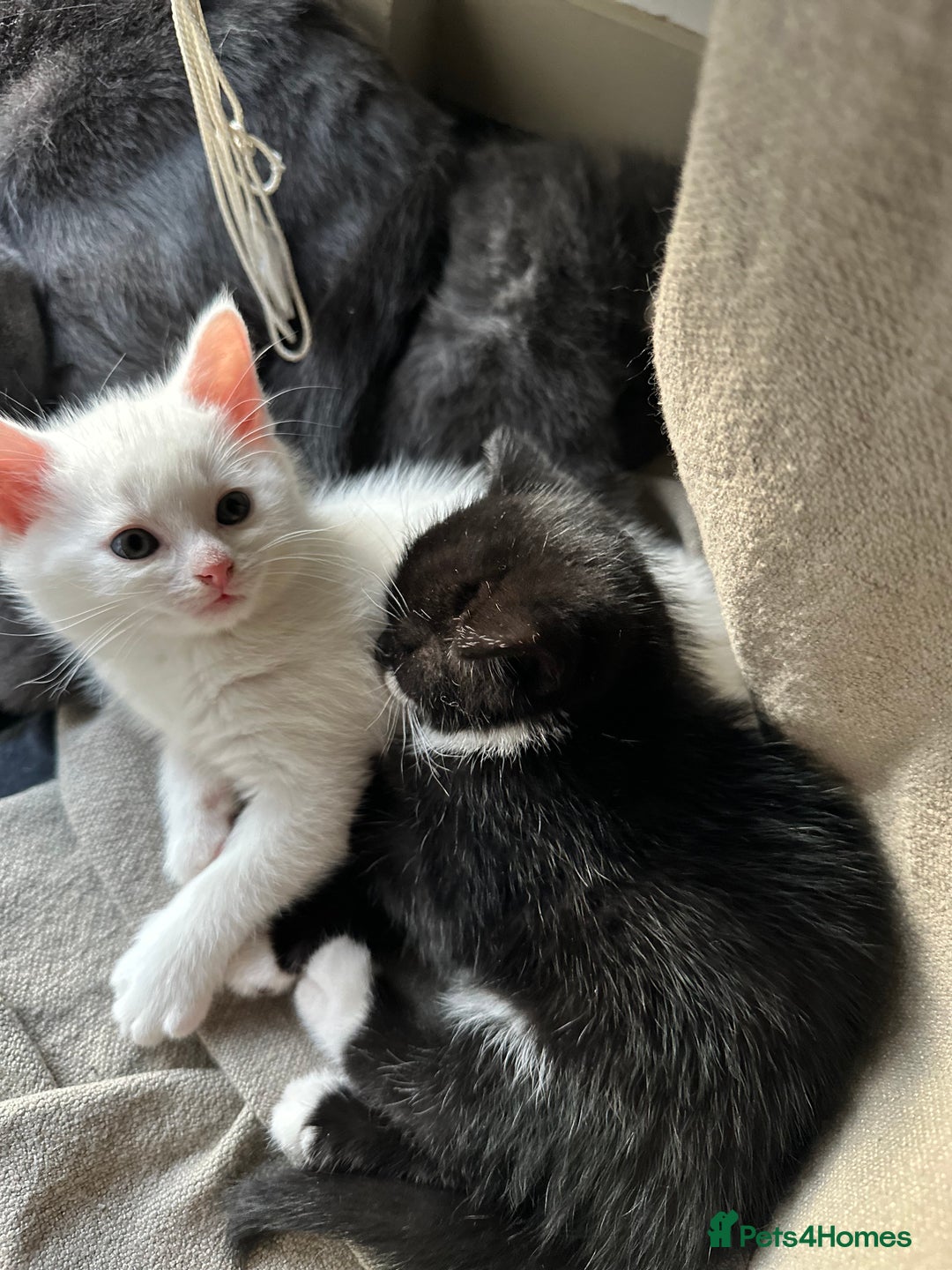British Shorthair cats for sale: Adorable Kittens Looking for Loving Homes  in London - Image 24