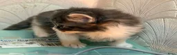 Mixed Breed cats for sale: Adorable Fluffy Kittens for Sale 6-8 in Nottingham - Advert 12