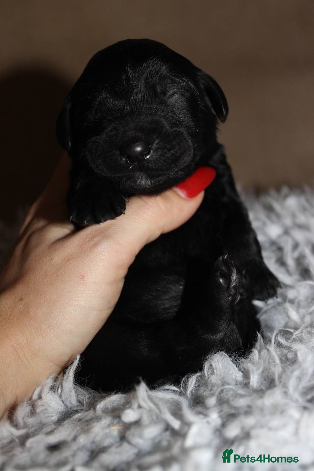 Goldendoodle dogs for sale: F1 Goldendoodle black Puppies - Advert 13
