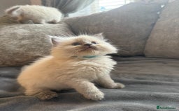 Ragdoll cats for sale: Beautiful Ragdoll Kittens  - Image 5
