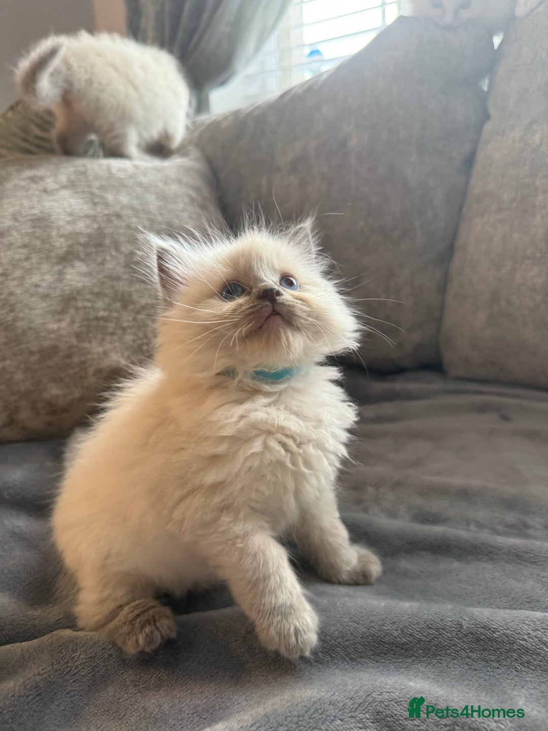 Ragdoll cats for sale: Beautiful Ragdoll Kittens  - Image 5