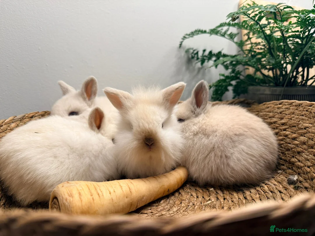 Mini Lion Lop rabbits for sale: Stunning Mini LionLops for Sale  - Advert 19