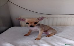 Miniature Pinscher dogs for sale: Mini pinscher for sele  - Image 11