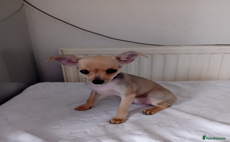 Miniature Pinscher dogs - Advert 2