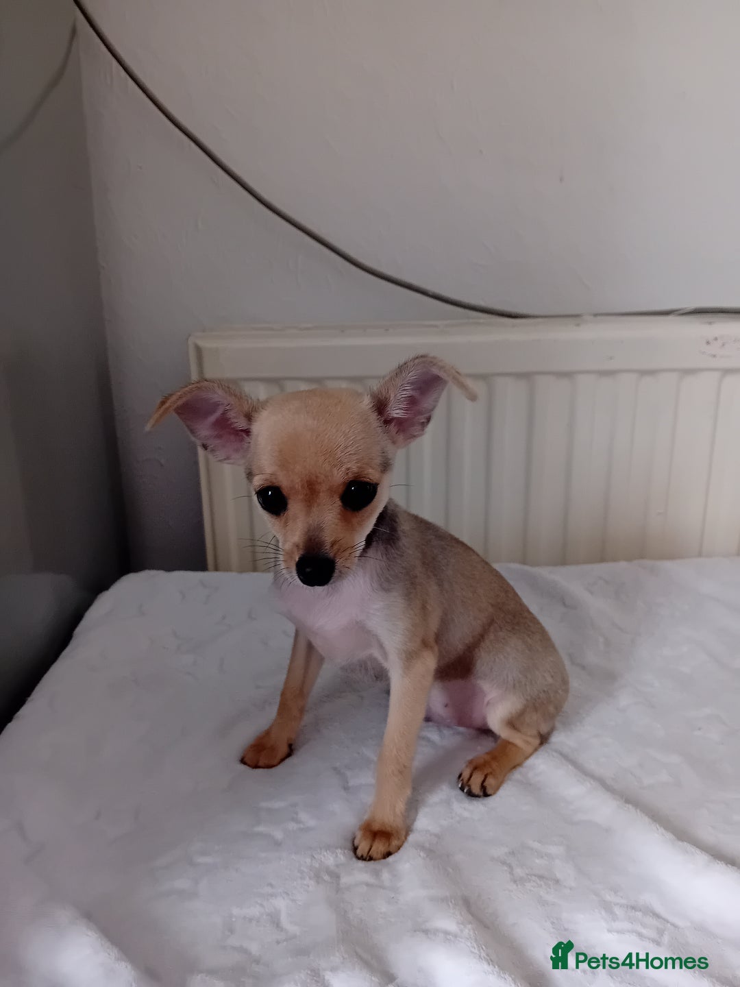 Miniature Pinscher dogs for sale: Mini pinscher for sele  - Image 11