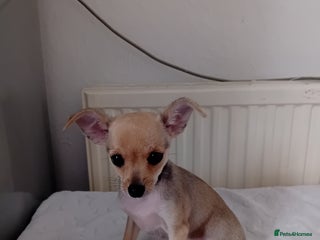 Miniature Pinscher dogs - Advert 11