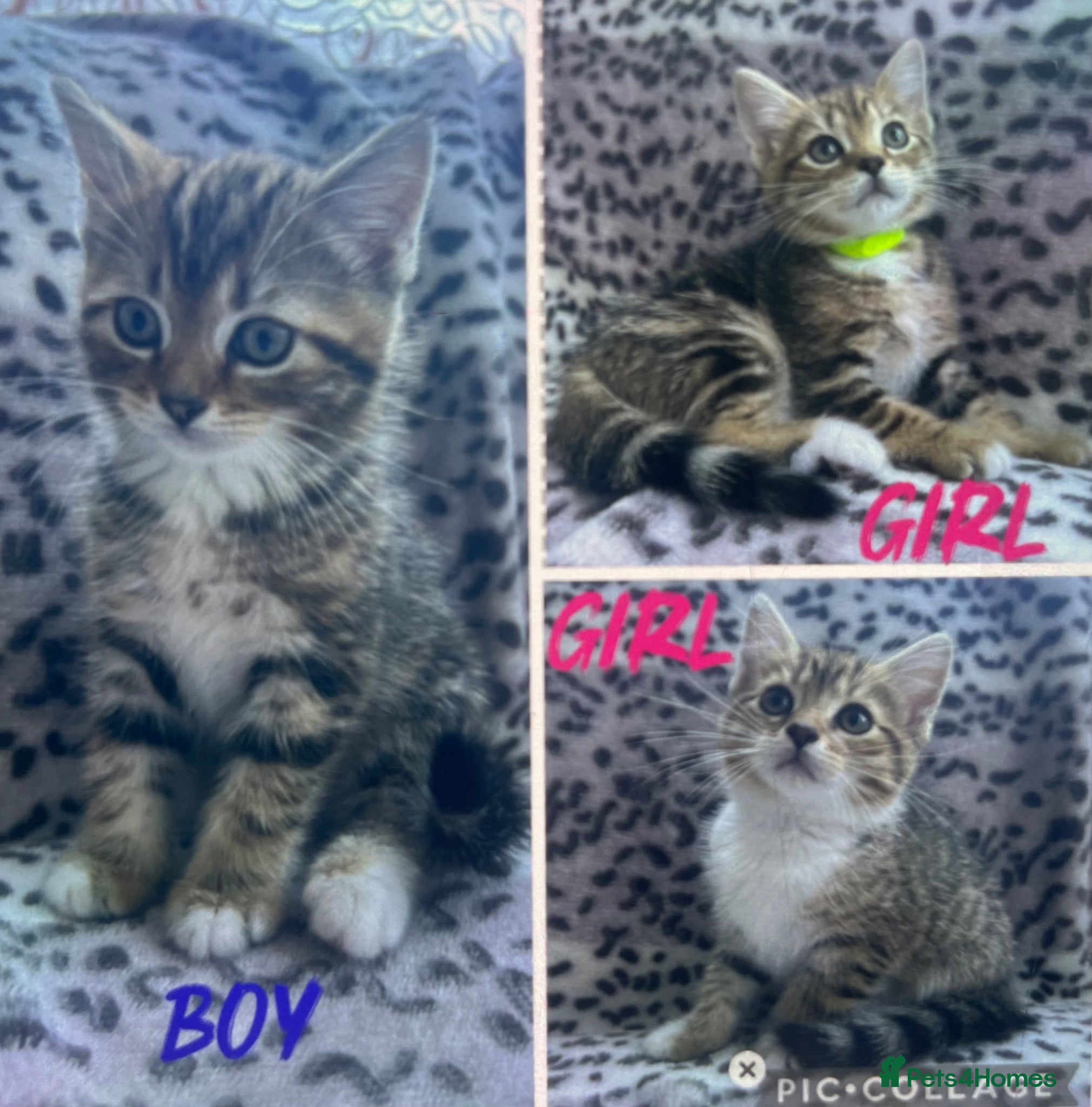 Persian cats !Ready to Leave! *3 kittens left*  - Advert 3