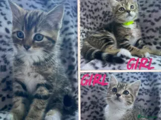 Persian cats !Ready to Leave! *3 kittens left* - Advert 3