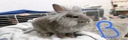 Lionhead rabbits for sale: 🐰 Adorable Rabbits Looking for Loving Homes 🐰 in Coventry - Advert 4