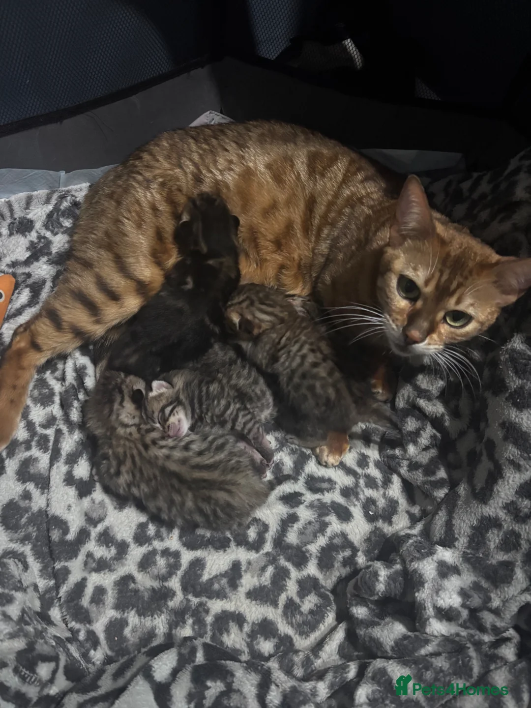 Bengal cats for sale: 5 mixed bengal kittens in Feltham - Advert 1