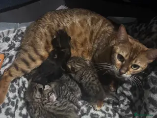 Bengal cats 5 mixed bengal kittens - Advert 4