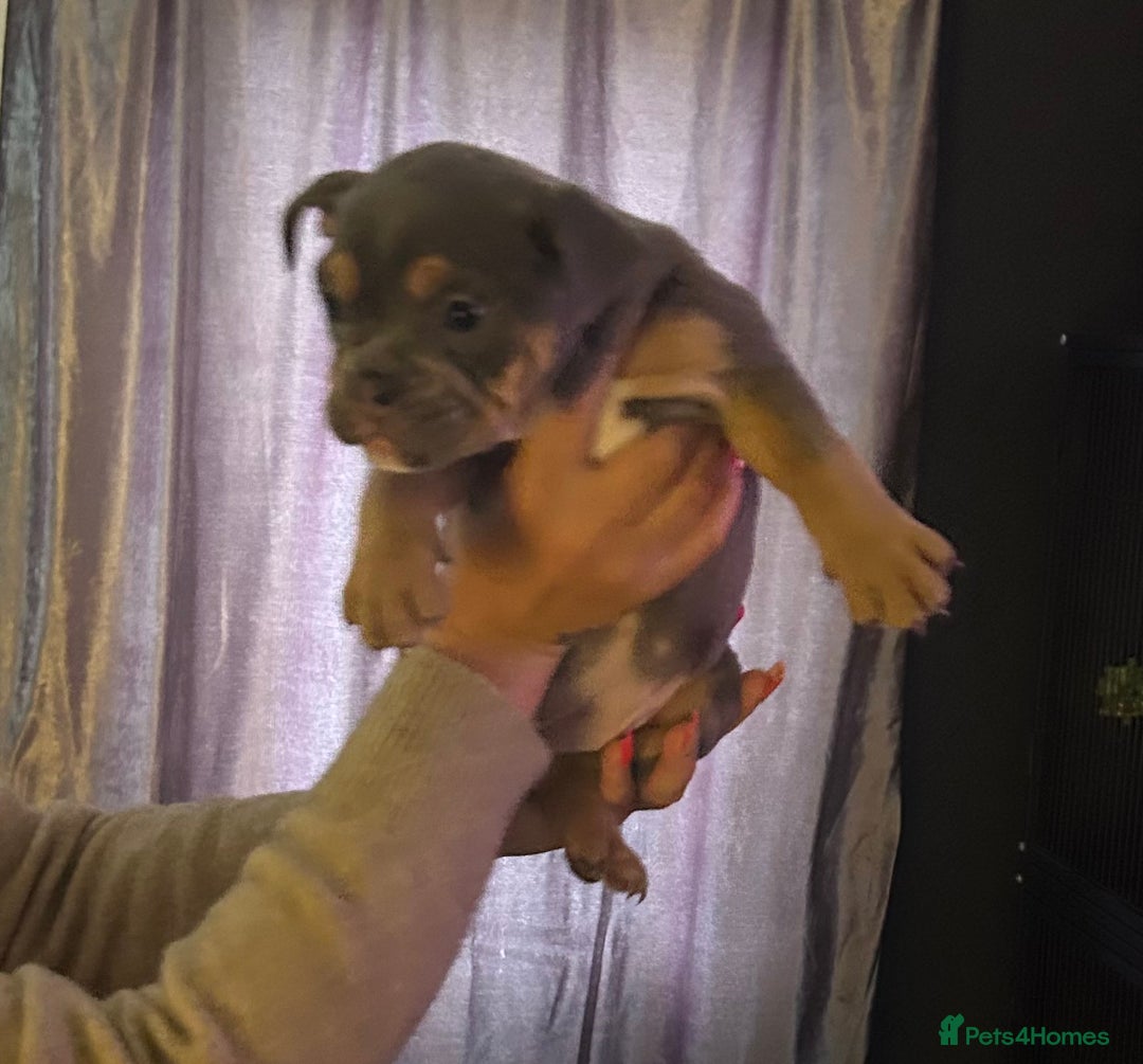 Mixed Breed dogs for sale: Bulldog puppy’s ready (5 BOYS LEFT 💙) - Image 9