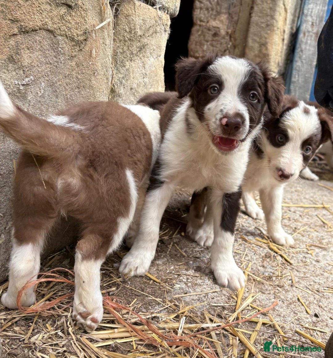 Border Collie dogs for sale: Red and white Border Collie Pups  - Image 3