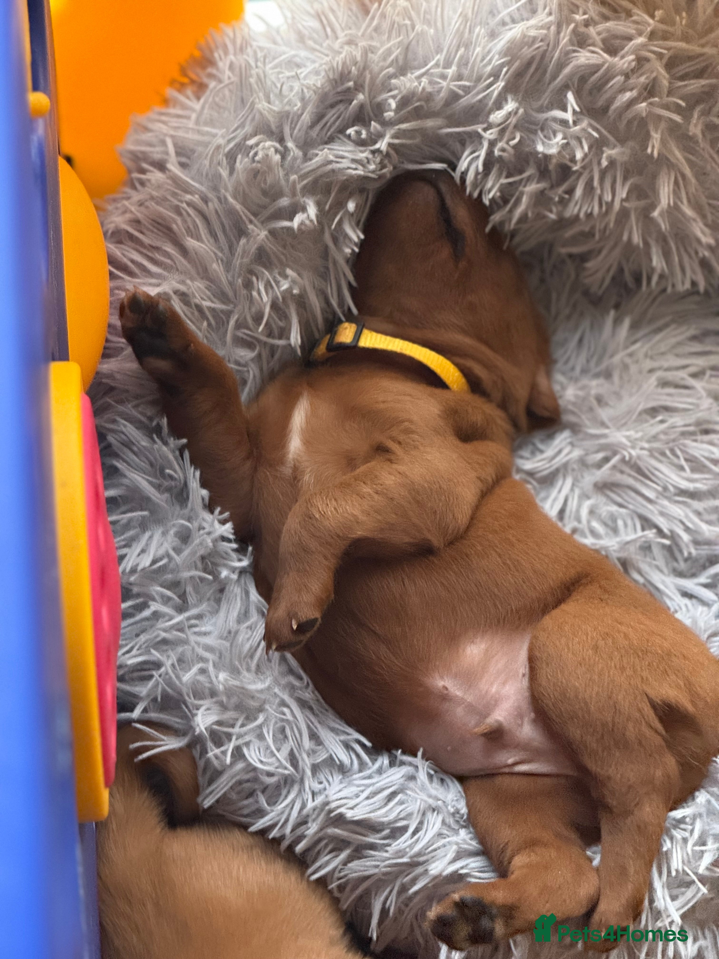 Labrador Retriever dogs Just a beautiful litter Deep reds  - Advert 12