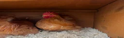 Chickens poultry for sale: 3 buff Pekin Cockerels - Advert 4