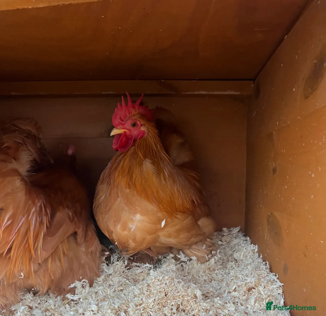 Chickens poultry for sale: 3 buff Pekin Cockerels - Advert 4