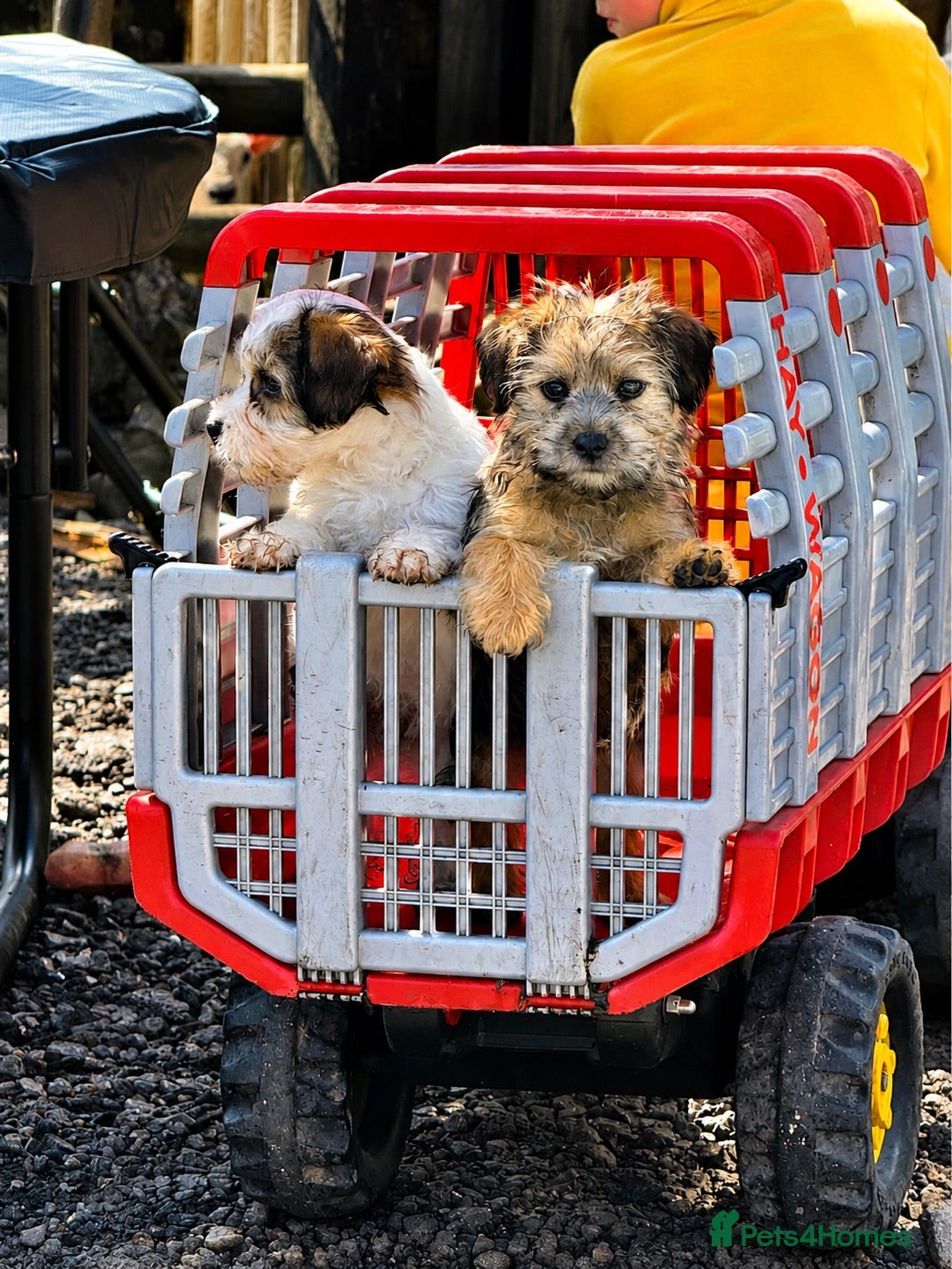 Mixed Breed dogs 🐾£750 last Male Terrier Puppy – Ready Now 🐾 - Advert 1