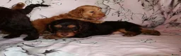 Cockapoo dogs for sale: Beautiful cocker poo puppies available  in Havercroft - Advert 21