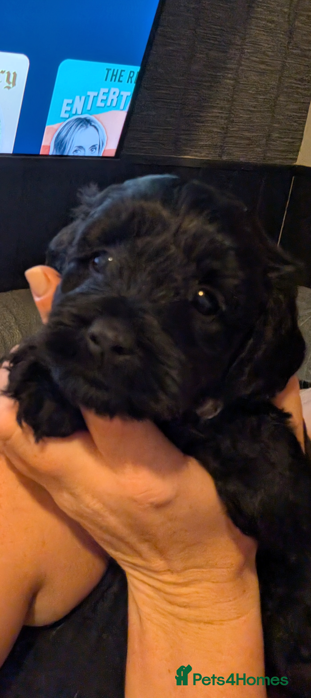 Mixed Breed dogs for sale: Yorkiepoo cockapoo puppies ready soon - Image 8