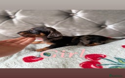 Miniature Dachshund dogs for sale: Adorable Miniature Dachshund Puppies for Sale! ❤️ - Image 4