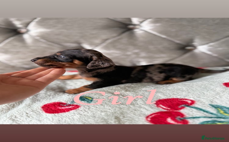 Miniature Dachshund dogs - Advert 5