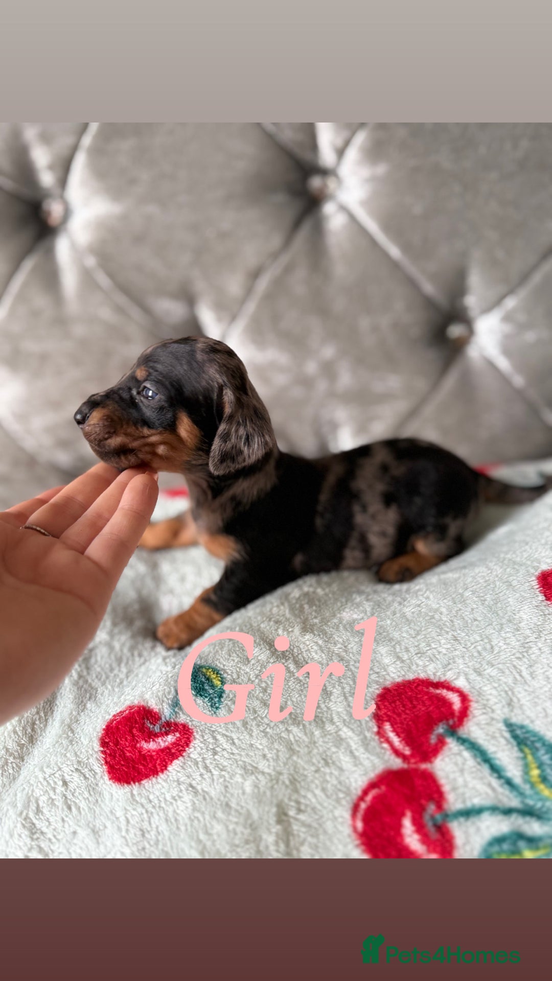 Miniature Dachshund dogs for sale: Adorable Miniature Dachshund Puppies for Sale! ❤️ - Image 4