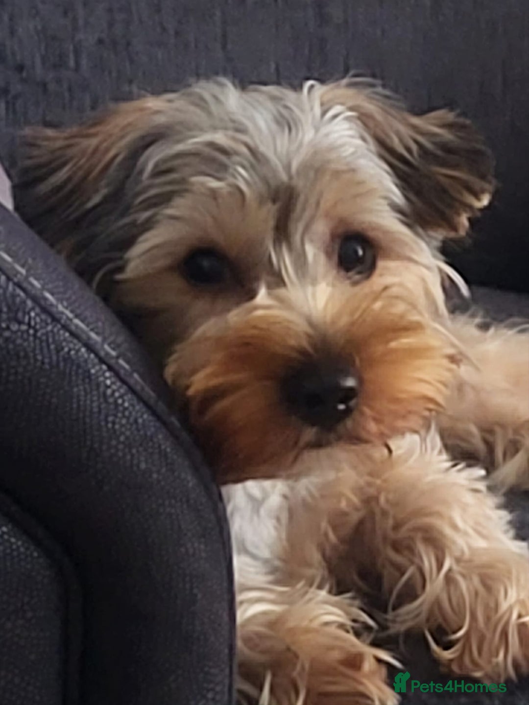 Mixed Breed dogs for sale: ‼️REDUCED 2 BEAUTIFUL YORKIPOO BOY READY NOW‼️  - Advert 16