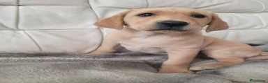 Labrador Retriever Puppy 2