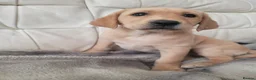 Labrador Retriever dogs for sale: Beautifully Labrador Puppies - Advert 6