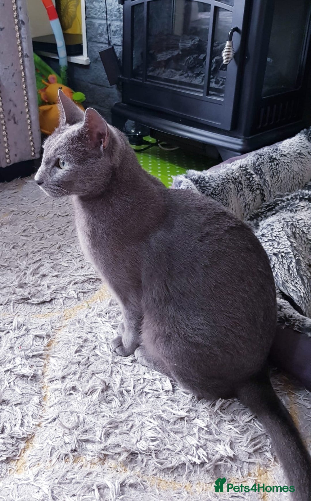 Mixed Breed cats for sale: One beautiful blue & white girl left - Advert 10